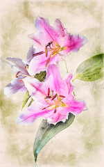 Wall Mural - Oriental lily blooms photo art