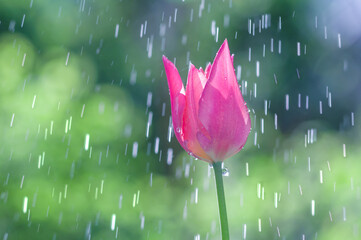 Wall Mural - Pink-red tulip on a background of raindrops tracks