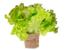 Vegetables In Flower Pot Isolated. Bio Healthy Food, Herbs. Organic Lettuce On White Background.