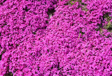 Phlox Subulata Emerald Pink, Creeping Phlox Background. A Pink Flower Carpet Of Creeping Phlox.