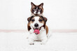 cat and dog looking into the camera on a white