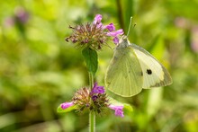 White And Yellow Cabbage Butterfly With Black Dot, Sitting On Tiny Purple Flower Growing In A Meadow Sucking Nectar. Sunny Summer Day. Blurry Green Background.