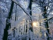 Światło słoneczne w Zimowym lesie
