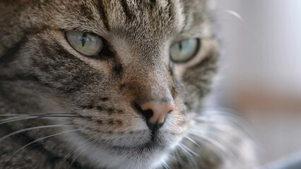 Wall Mural - Gray striped tabby cat, closeup detail on his face