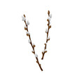 Easter spring twigs blossom pussy willow tree. Vector spring holiday illustration in cartoon flat style isolated on a white background.