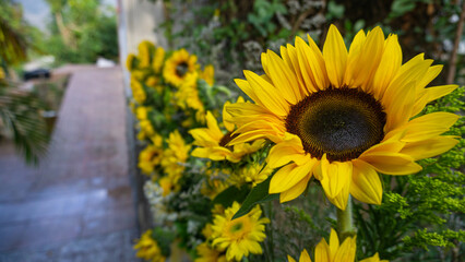 girasoles