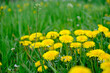 Yellow dandelions in green grass on a sunny day.