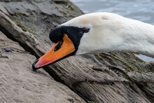 Mute Swan (Cygnus Olor) Close-up Detail Of Head