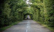 A Car In The Natural Tunnel Of Trees On A Country Road. Selective Focus.