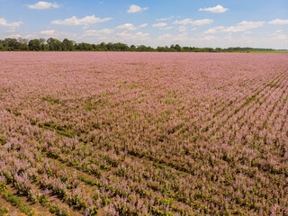 Wall Mural - view of a landscape with lavender field