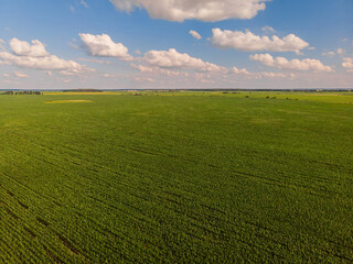 Wall Mural - Idyllic yellow sunflower field in sunlight. Location place of Ukraine, Europe. Photo of ecology concept. Perfect natural wallpaper.