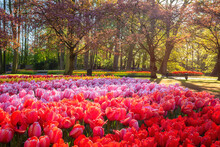 Amazing flowering Keukenhof royal garden in spring with plenty of colorful tulip flowers, green grass and blossoming trees, bright sunny landscape, outdoor travel and botanical background, Netherlands