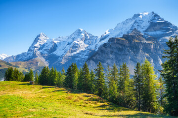 Wall Mural - mountains peaks, forest and meadow. mountain range and clear blue sky. swiss landscape in the summer