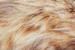 Backdrop close-up photo texture of brown and red colored animal fur and hair material.