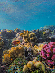 Poster - A beautiful view of the underworld of the ocean