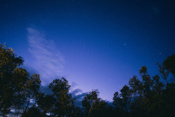 Canvas Print - A starry night sky above trees in a park