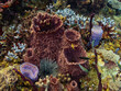 Corals competing for space on a healthy reef in St Lucia
