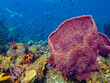 School of Creole Wrasse Swimming Past Barrel Sponge in St Lucia