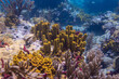 Sponges growing on the reef in St Lucia
