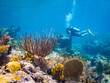 Scuba Diver on the Reef in St Lucia
