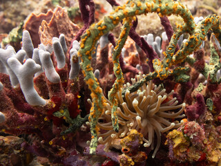 anemone hiding in the coral