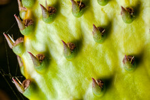 Super Macro Close Up Detail Of Prickly Pear Leaf And Buds