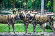 The African wild dog(Lycaon pictus) is a canid native to sub-Saharan Africa. It is the largest indigenous canid in Africa.  A highly social animal, living in packs with separate dominance hierarchies.