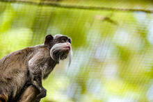 A Emperor Tamarin Closeup Image.
It Is A Species Of Tamarin Allegedly Named For Its Resemblance To The German Emperor Wilhelm II.