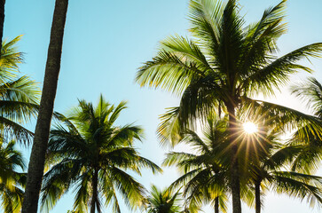 Wall Mural - Sun Shining Through Palm Tree Against Blue Sky