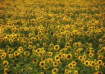 Large field full of sunflowers in the backlight background. Wallpaper of flowers of yellow ripe sunflowers against the sunset. Harvest before harvest.