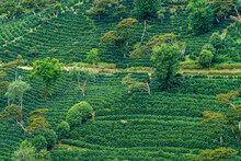 Verdant Terraces Of Coffee Plants In Boquete Panama