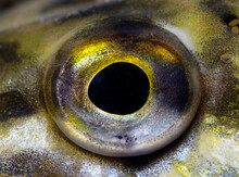 The Eye Of The Northern Pike (Esox Lucius)