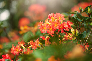 Wall Mural - Blooming orange Rhododendron flowers in a botanical garden.