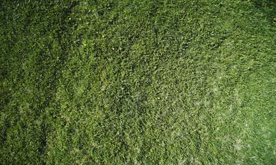 Sticker - Tetxure of green grass surface