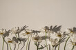 Leinwandbild Motiv Elegant aesthetic chamomile daisy flowers pattern with sunlight shadows on neutral beige background with copy space