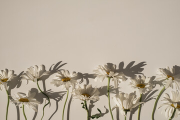 elegant aesthetic chamomile daisy flowers pattern with sunlight shadows on neutral beige background 