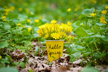 Wall Mural - Hello spring. Yellow spring flowers in a cup with the inscription hello spring stand on fields of spring flowers