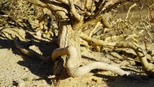 A Gnarled Old Tree Somehow Survives In The Harsh Arid Climate Of The Mojave Desert