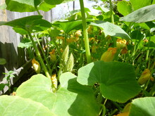 Lots Of Wail Flowers And Buds Of Pumpkins. Sunny Summer Day