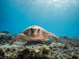 Fototapeta  - Seascape with Loggerhead Sea Turtle in the coral reef of Caribbean Sea, Curacao