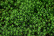 Zoom macro photo moss plant Polytrichum formosum on peat star shape plant in forest. Moss present at the foot of the trees cool places in the shape of stars.