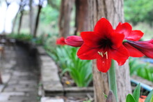 Red Amaryllis With Green Leaves Bokeh Background 