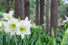 White Amaryllis With Green Leaves Bokeh Background 