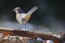 A Selective Of A Northern Mockingbird (Mimus Polyglottos) On A Branch
