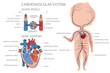 Blood circulatory system system in kid body. Biology education banner for kids. Cartoon colorful vector illustration.
