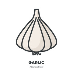 Poster - Garlic bulb vegetable icon, outline with color fill style vector illustration