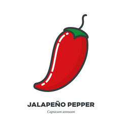 Poster - Jalapeño pepper vegetable icon, outline with color fill style vector illustration