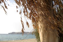 Dry Tree On The Beach