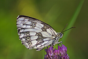 Sticker - A beautiful butterfly on a flower