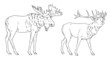 Deer and moose illustration. Large herbivores for coloring book. Wild animals drawing.	